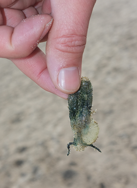 An ocean salp...new to the Oregon coast. Looks like a cross between a Jellyfish and a slug. Appropriate for Oregon!